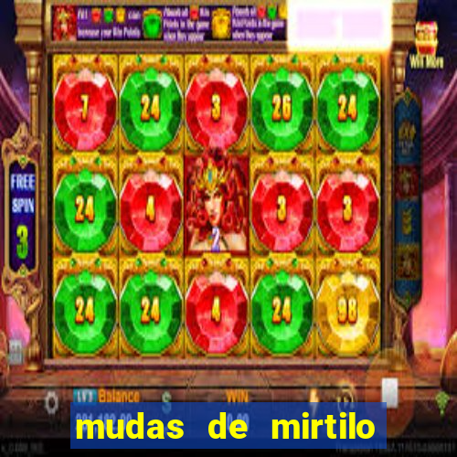 mudas de mirtilo em porto alegre